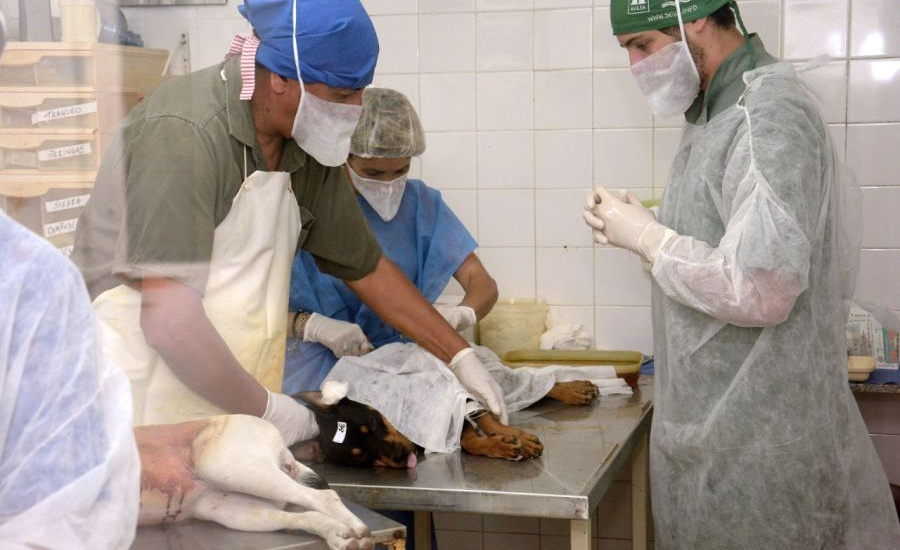 El municipio cierra el año con más de 25 mil castraciones y 23 mil vacunaciones de animales