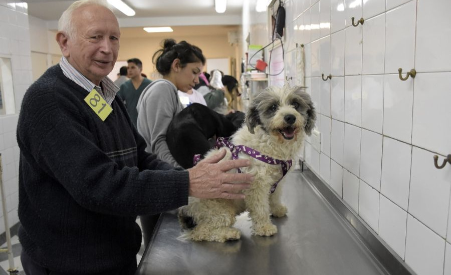 Continúan en Longchamps los operativos de castración de perros y gatos
