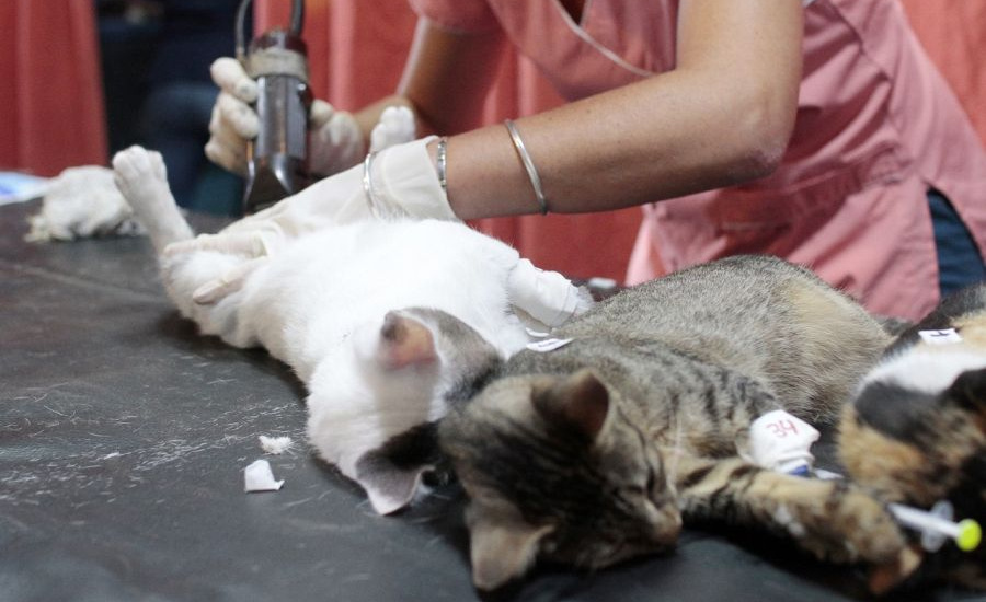 En un operativo especial, Alte Brown y Quilmes castran más de 100 animales por día