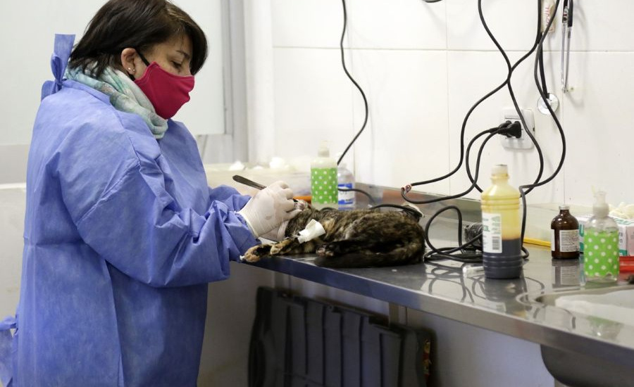 El municipio sumó nuevos quirófanos en Zoonosis Brown