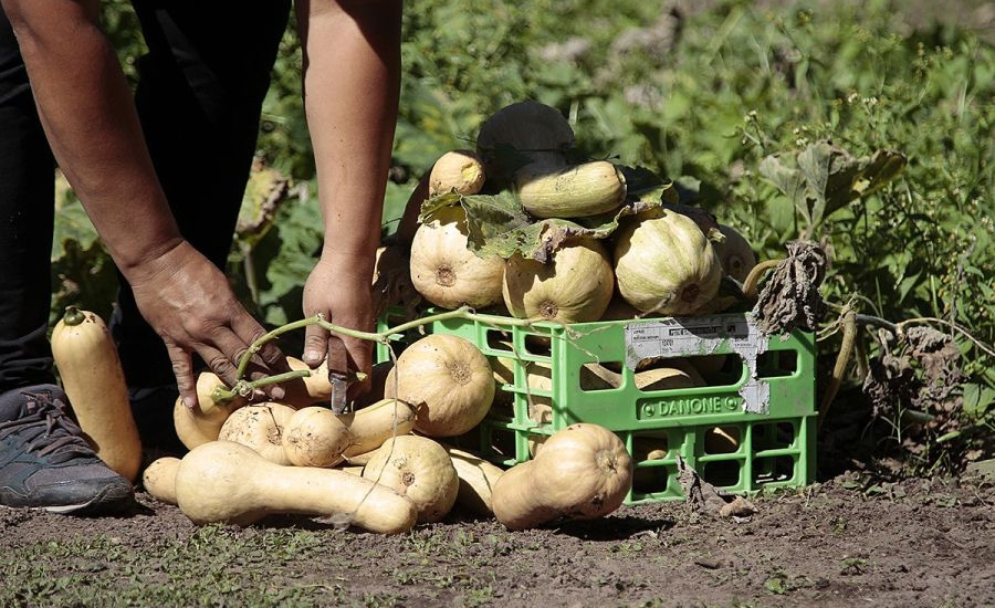 La Granja Educativa Municipal potencia la producción de verduras y hortalizas con fines solidarios