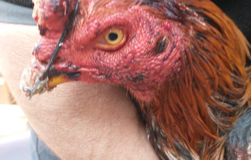 Zoonosis Brown rescató a 60 gallos de riña tras operativo de la Provincia