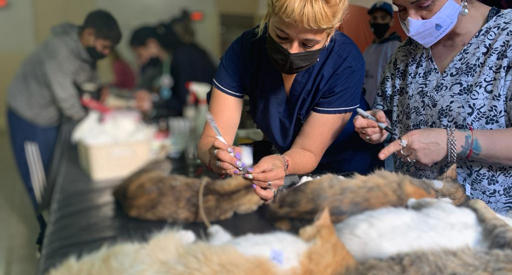 Récord de Zoonosis: realizó 260 castraciones en una jornada en Glew