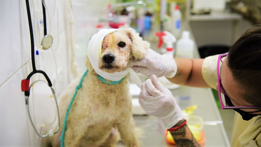 Veterinarios de Zoonosis Brown salvaron a "Beto", un perro que padecía una avanzada infección