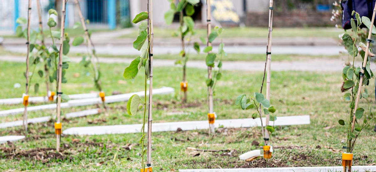 Avanza un histórico plan de forestación potenciando a Alte Brown como pulmón verde