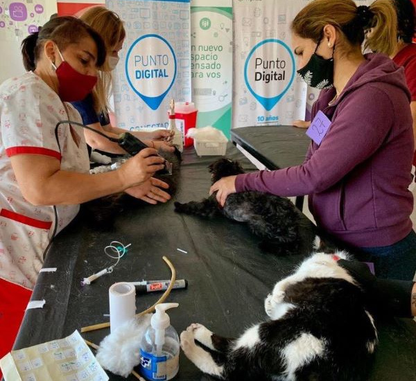 Este sábado Zoonosis Brown vacunará perros y gatos en todas las localidades