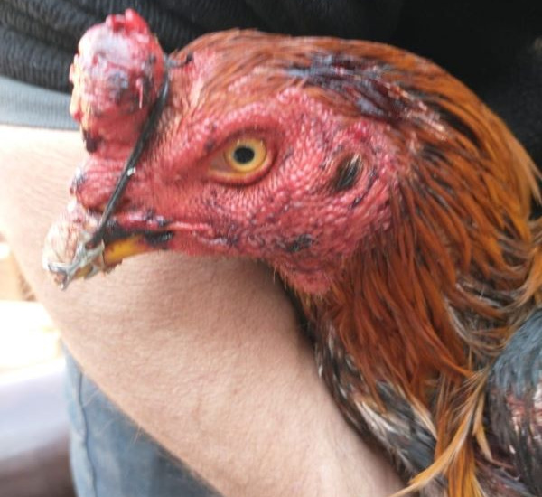 Zoonosis Brown rescató a 23 gallos de riña luego de un allanamiento policial