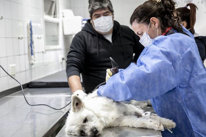 Zoonosis Brown realizará nuevos operativos de castración en José Mármol y Don Orione