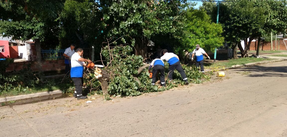 EL MUNICIPIO REALIZA PODAS DE SEGURIDAD Y LANZA RECOMENDACIONES